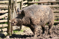 Killikus&reg; Fotographie